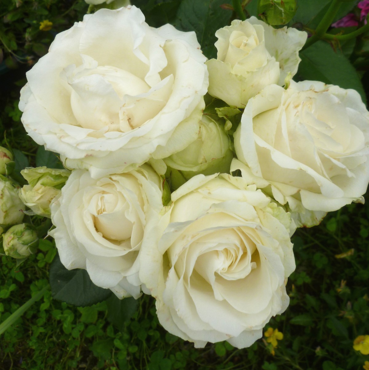 Роза Аваланж