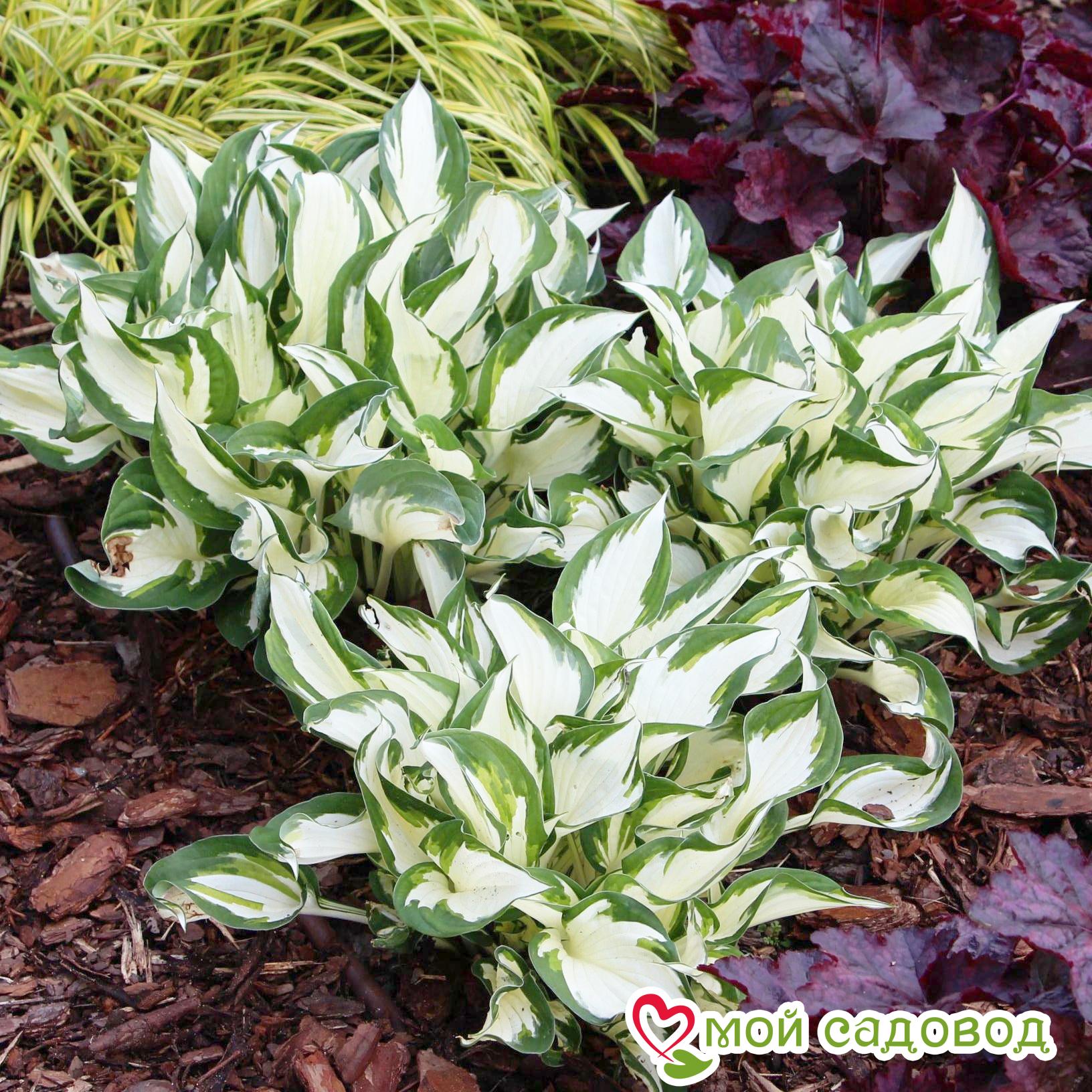 Хоста Амазон